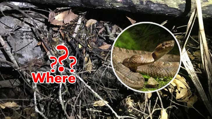 Find the Snake in the Picture (L2)