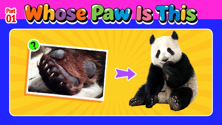 OMG, Whose Paws Are These?! (1)