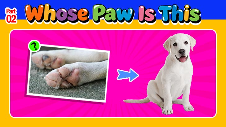 OMG, Whose Paws Are These?! (2)