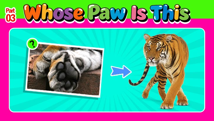 OMG, Whose Paws Are These?! (3)