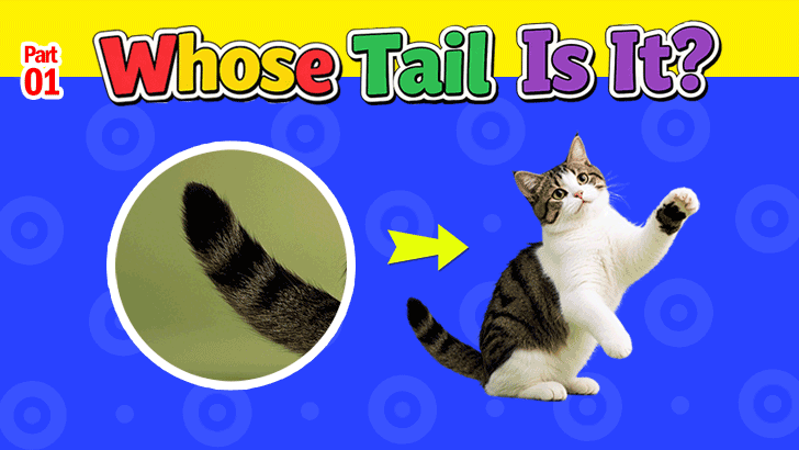 OMG, Whose Tail Is That?! (Part 1)