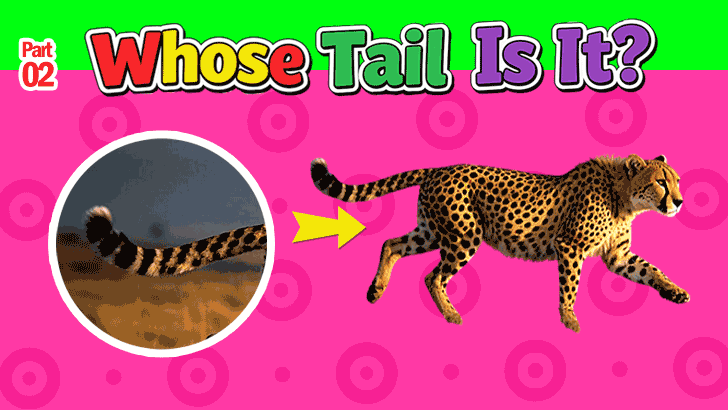 OMG, Whose Tail Is That?! (Part 2)
