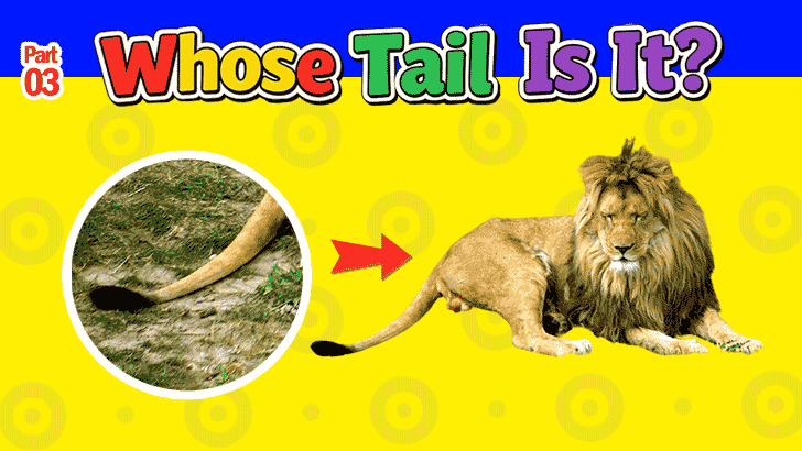 OMG, Whose Tail Is That?! (Part 3)