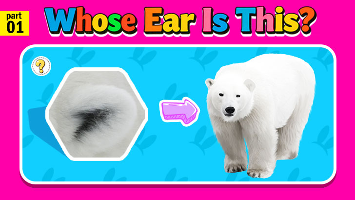 OMG, Whose Ear Is This?! (Part 1)