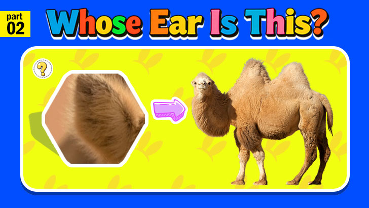 OMG, Whose Ear Is This?! (Part 2)