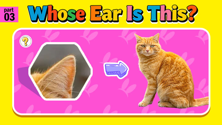 OMG, Whose Ear Is This?! (Part 3)