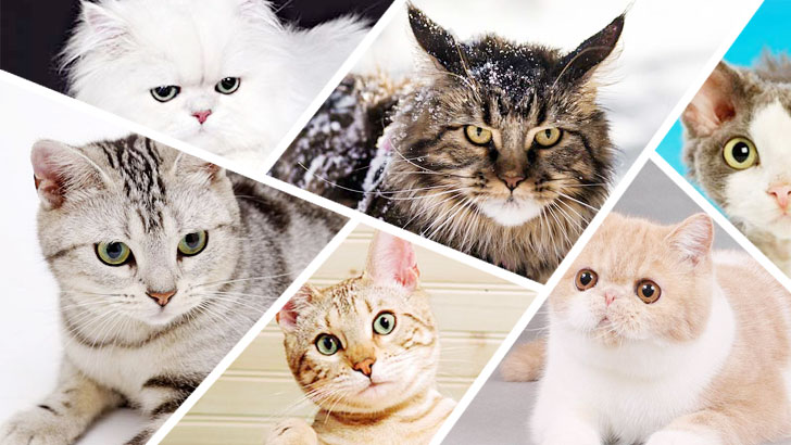 60 Cat Breeds Quiz: Ragdoll or Birman?
