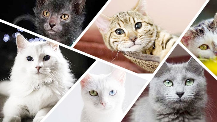 60 Cat Breeds Quiz: Munchkin or Nebelung?