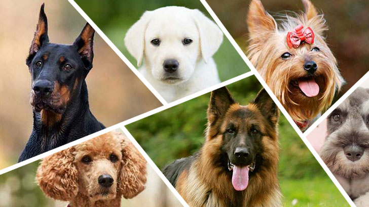 100 Dog Breeds, Dare to Guess? (1)