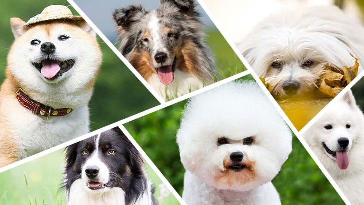 100 Dog Breeds, Dare to Guess? (2)