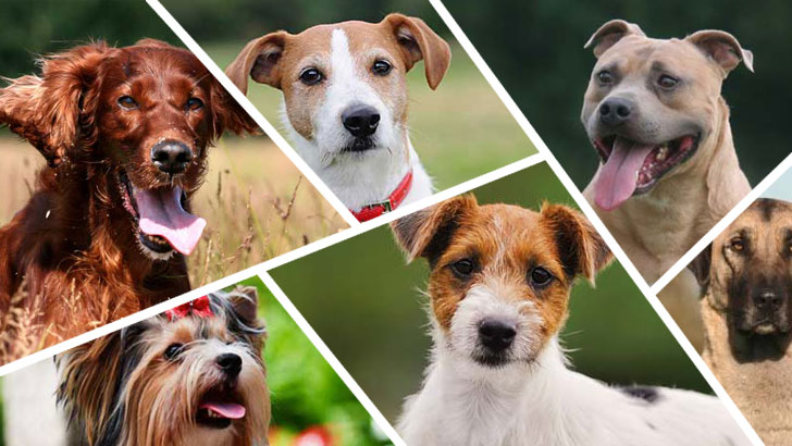 100 Dog Breeds, Dare to Guess? (3)