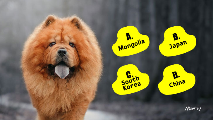 Guess Each Dog Breed’s True Birthplace (Part 2)