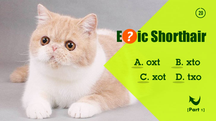 40 Cat Breeds, Letters on the Loose! (Part 1)